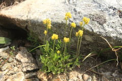 Draba glacialis