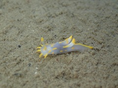 Polycera quadrilineata