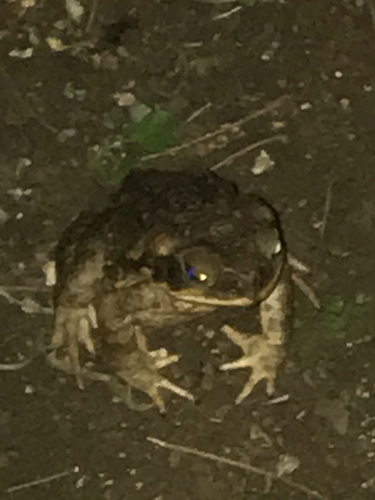 Rhinella marina