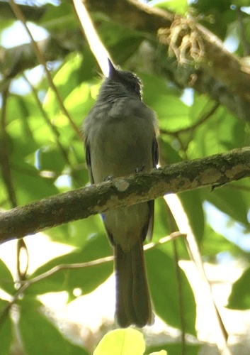 Screaming Piha (Lipaugus vociferans)