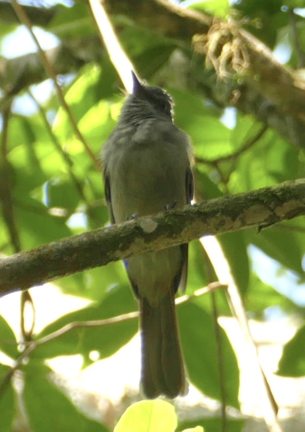Screaming Piha (Lipaugus vociferans), photo 1