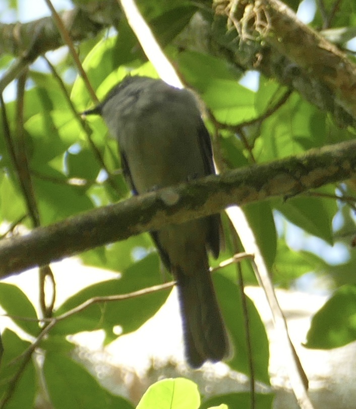 Screaming Piha (Lipaugus vociferans), photo 2