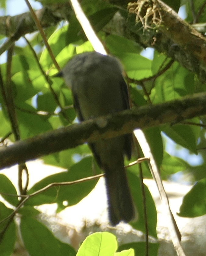 Screaming Piha (Lipaugus vociferans), photo 3