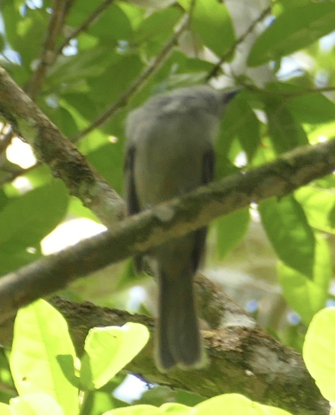 Screaming Piha (Lipaugus vociferans), photo 4