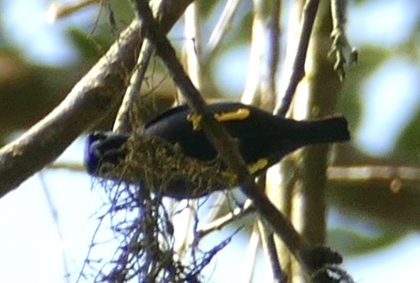 Purple Honeycreeper (Cyanerpes caeruleus)