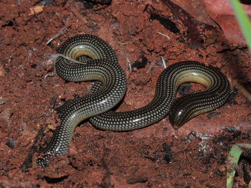 Schmidt’s blind-snake