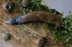 Prophysaon vanattae