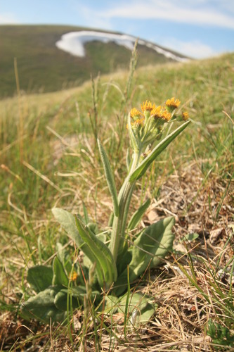 Field Fleawort