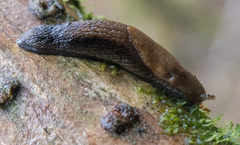 Prophysaon vanattae
