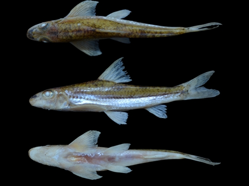 Mesophysogobio kachekensis