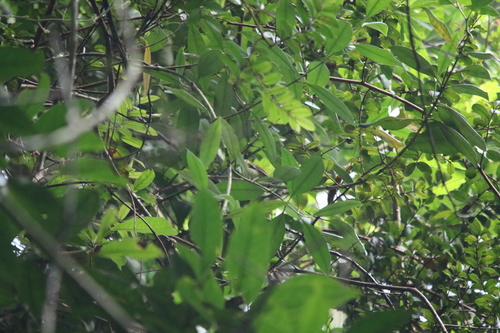 Gerygone chrysogaster, 2025-11-29