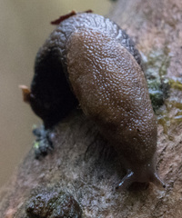 Prophysaon vanattae