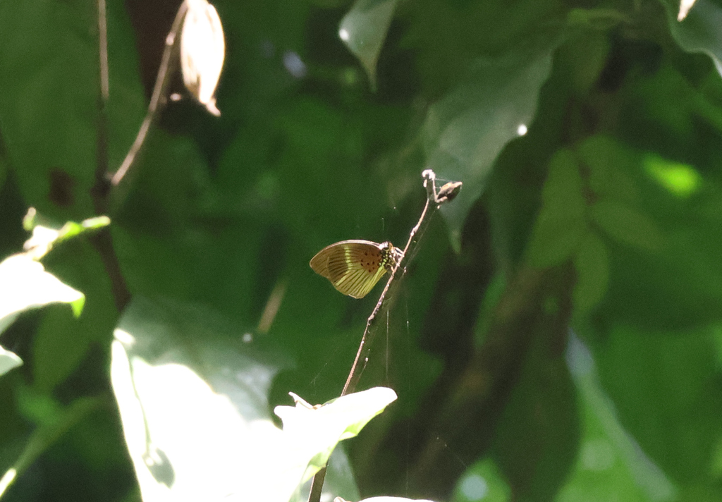 Aethiopana honorius