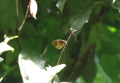 Aethiopana honorius