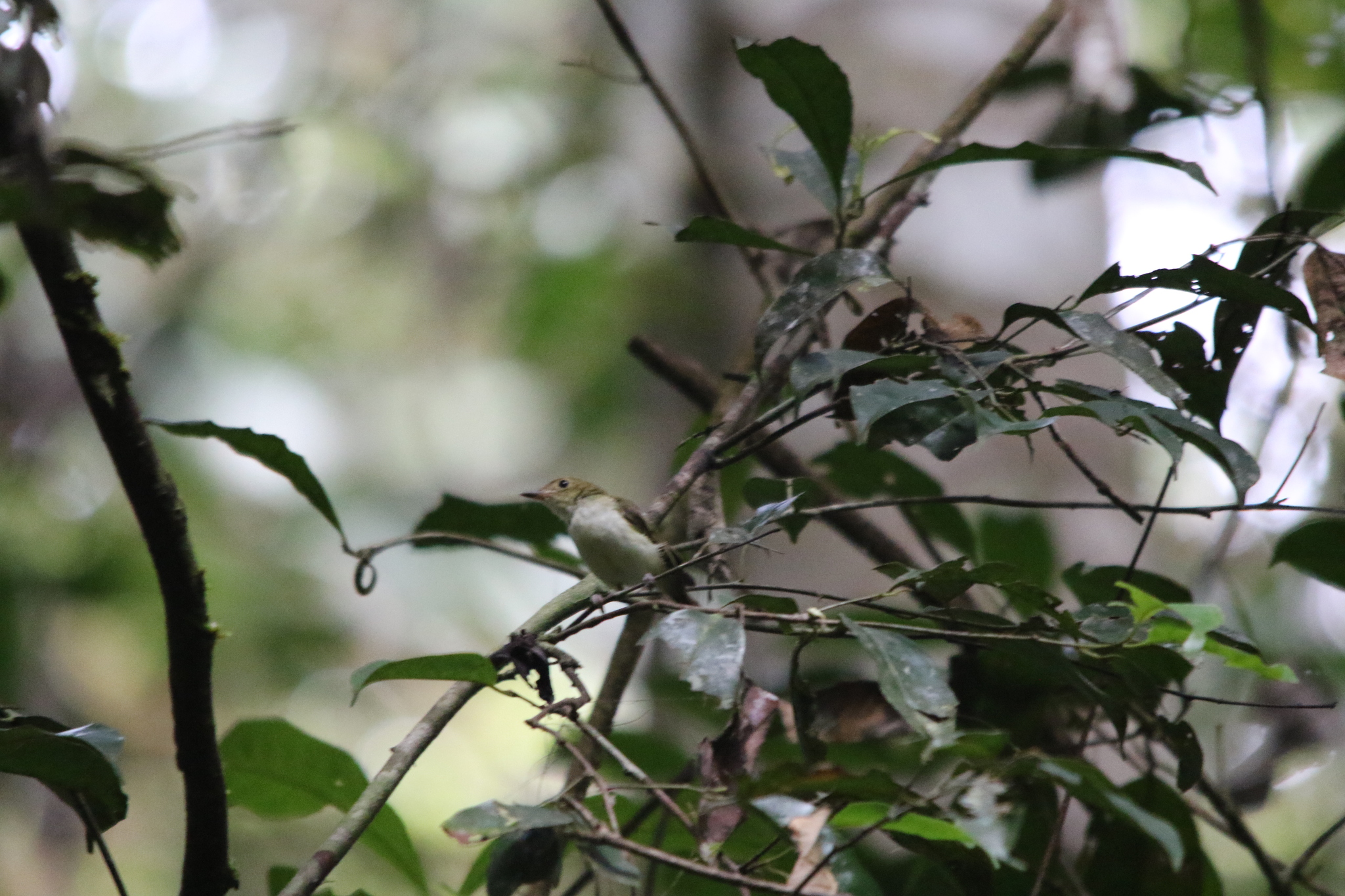 Yellow-bellied Gerygone (Gerygone chrysogaster), photo 3