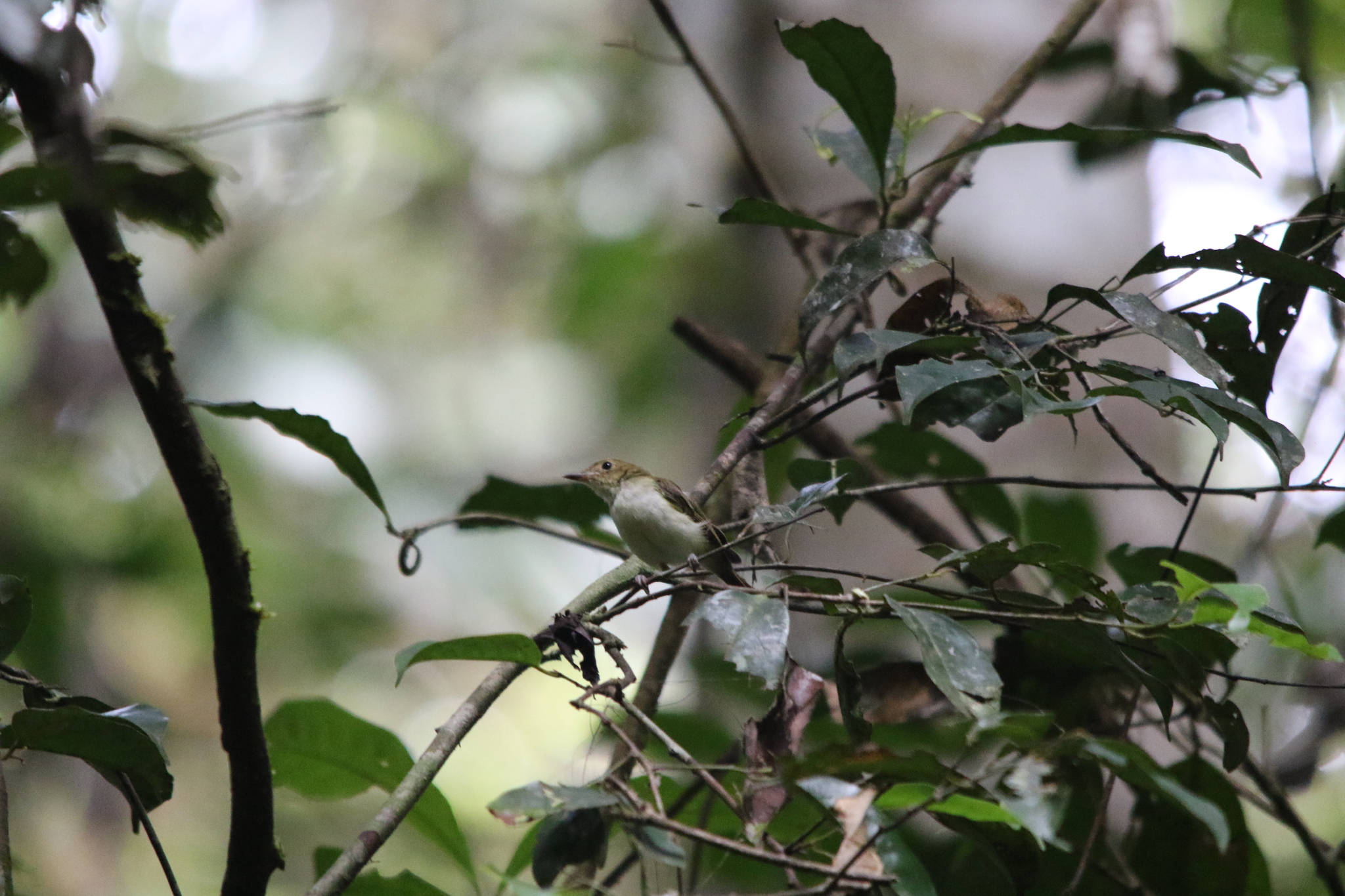 Yellow-bellied Gerygone (Gerygone chrysogaster), photo 4