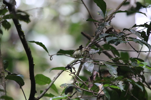 Yellow-bellied Gerygone (Gerygone chrysogaster), photo 8