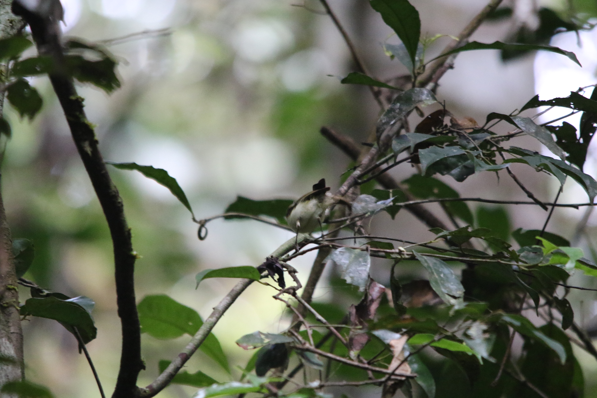 Yellow-bellied Gerygone (Gerygone chrysogaster), photo 6