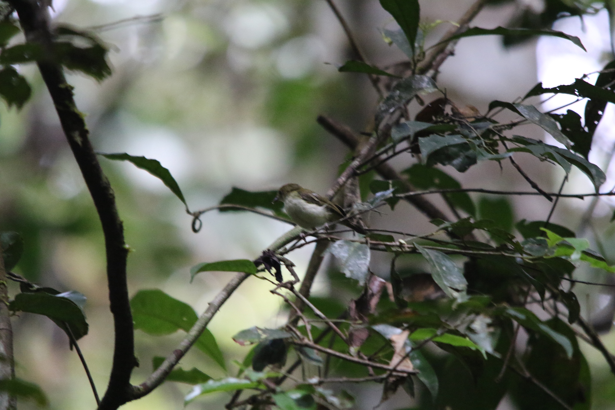 Yellow-bellied Gerygone (Gerygone chrysogaster), photo 5