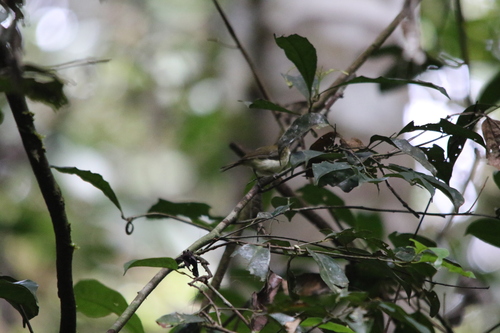 Yellow-bellied Gerygone (Gerygone chrysogaster), photo 9