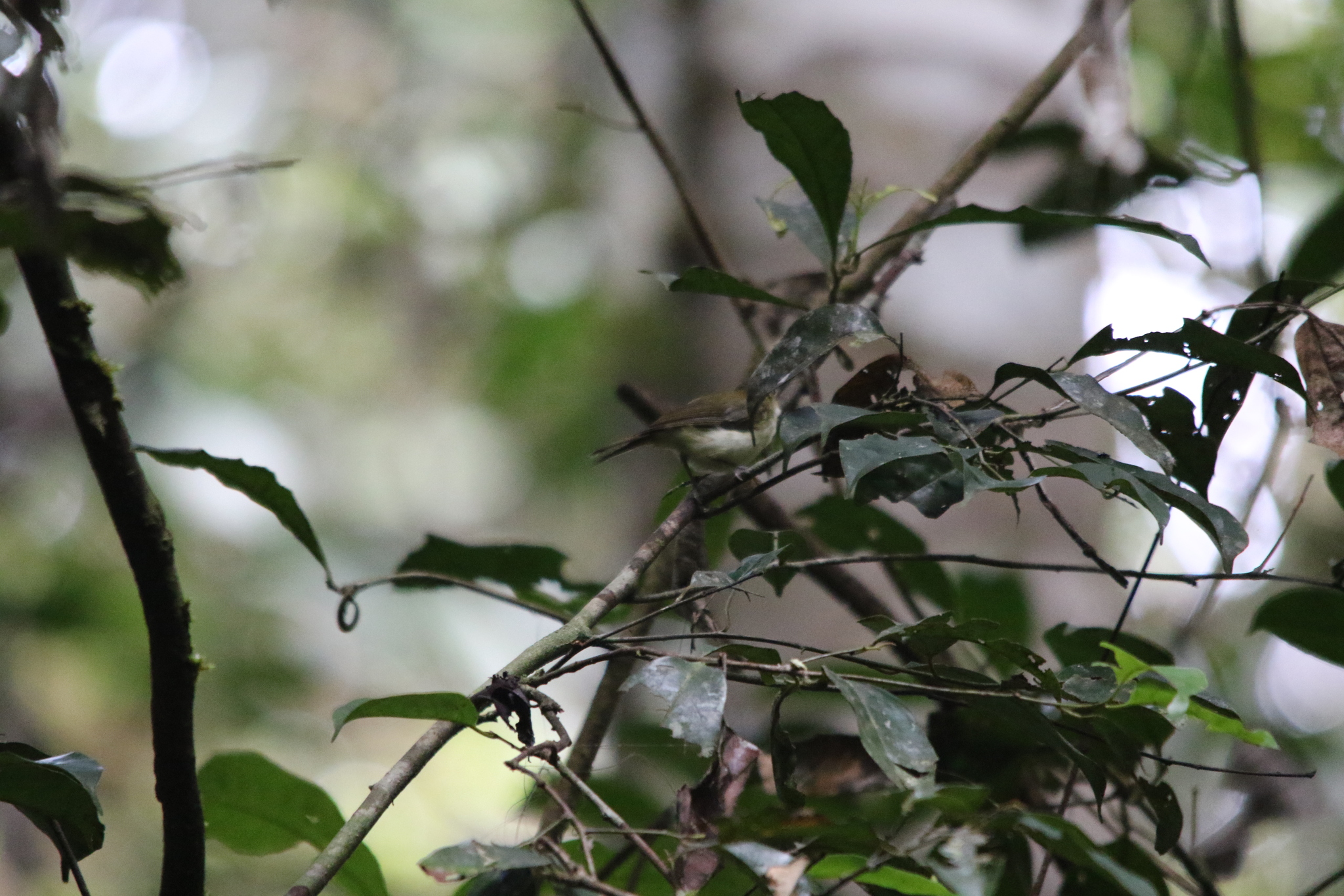 Yellow-bellied Gerygone (Gerygone chrysogaster), photo 7