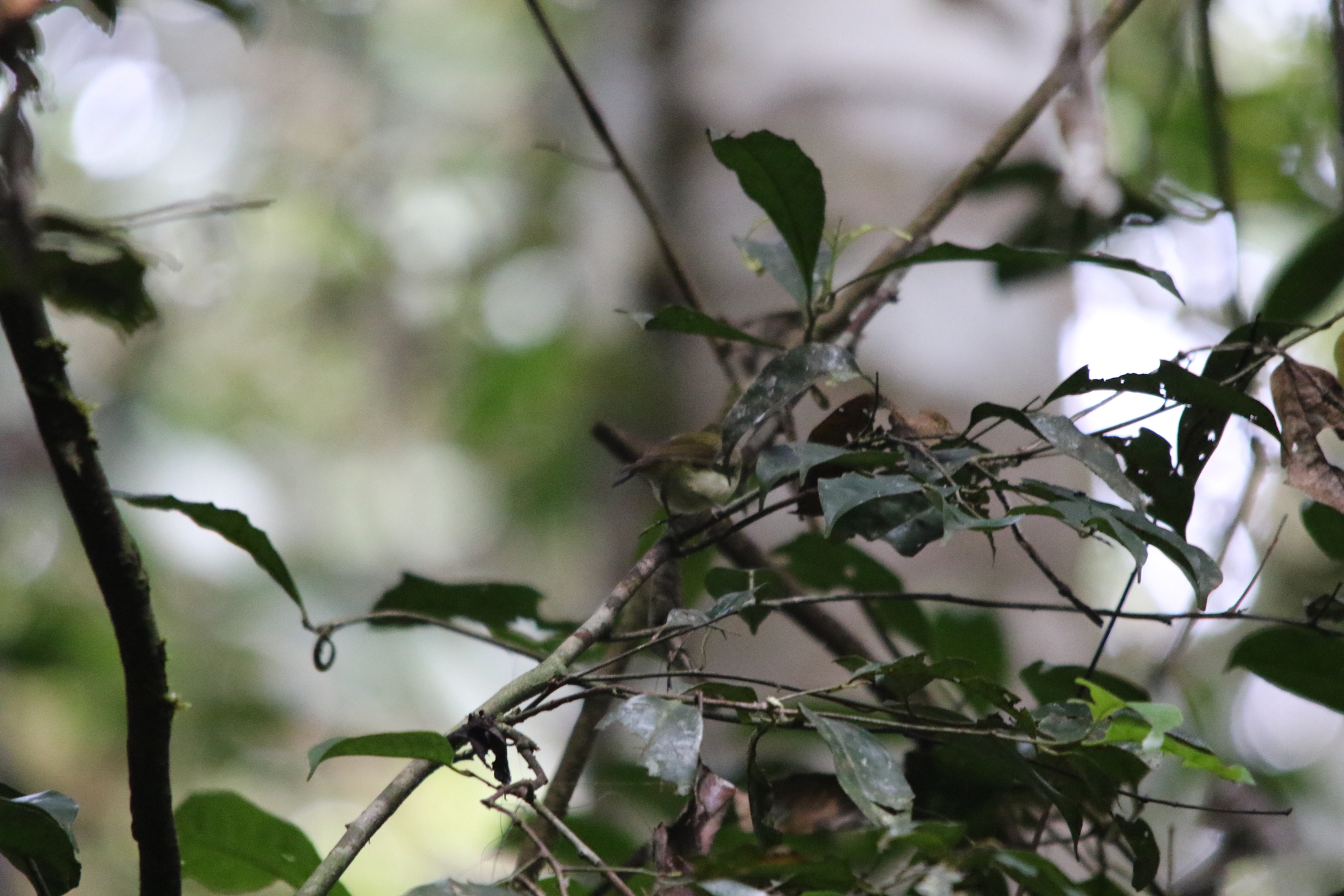 Yellow-bellied Gerygone (Gerygone chrysogaster), photo 8