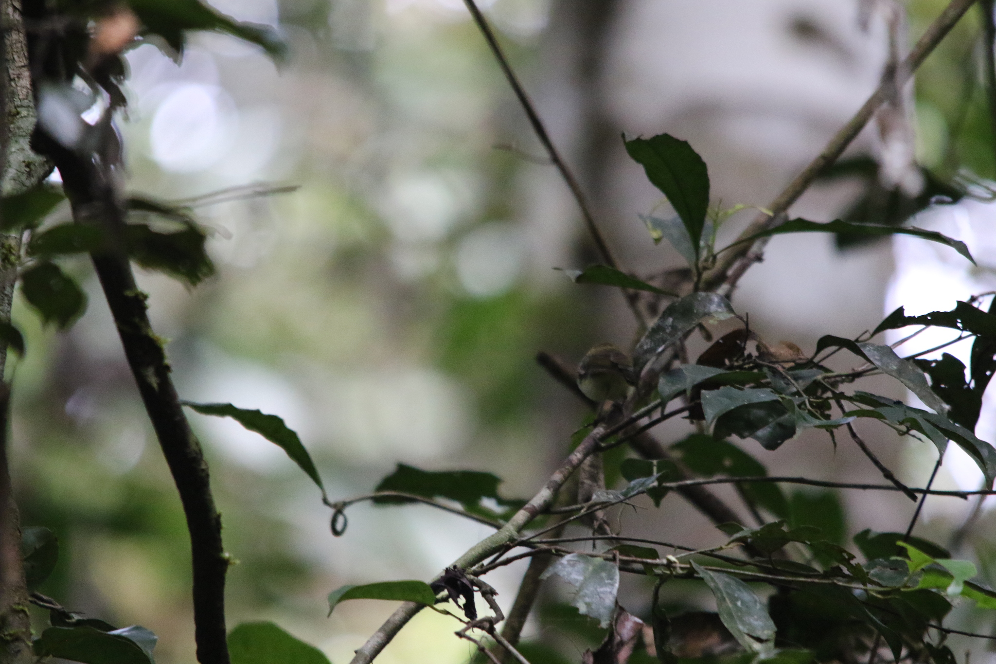 Yellow-bellied Gerygone (Gerygone chrysogaster), photo 9