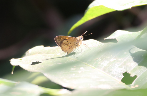 Scarce Pathfinder