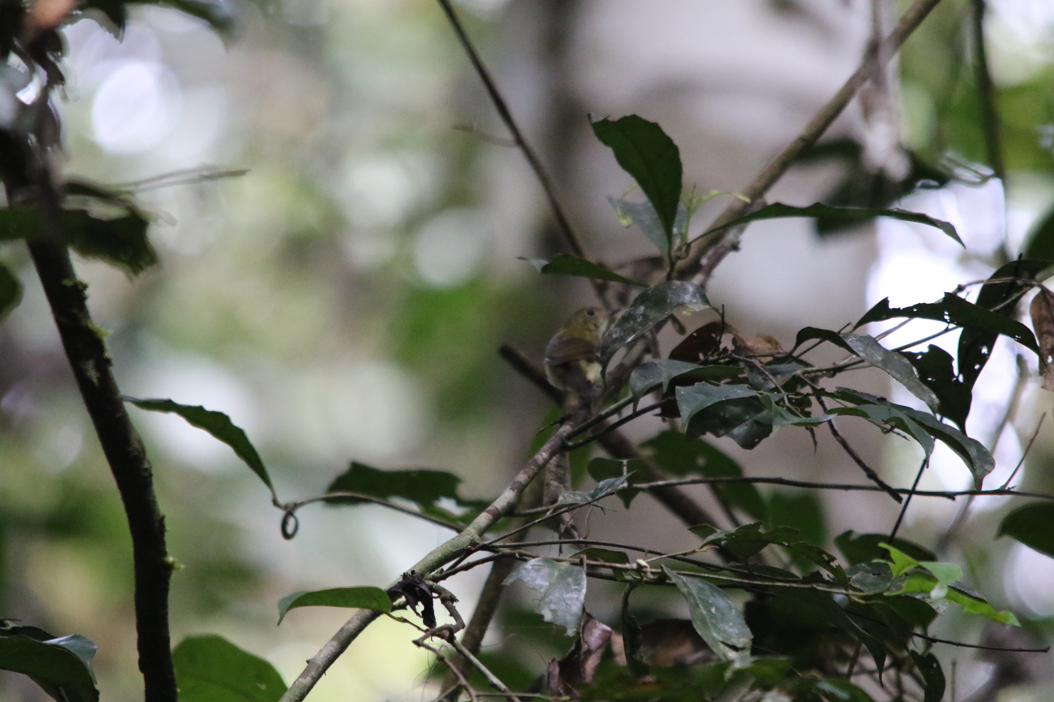Yellow-bellied Gerygone (Gerygone chrysogaster), photo 10