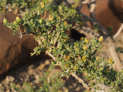 Tetraena chrysopteros