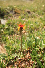 Packera heterophylla