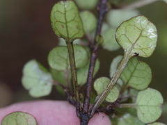 Coprosma spathulata spathulata