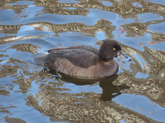 Aythya fuligula