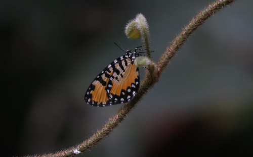 Telipna acraea