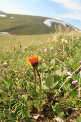 Packera heterophylla