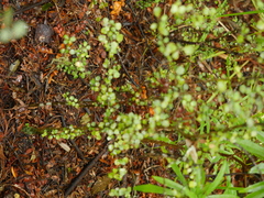 Coprosma spathulata spathulata