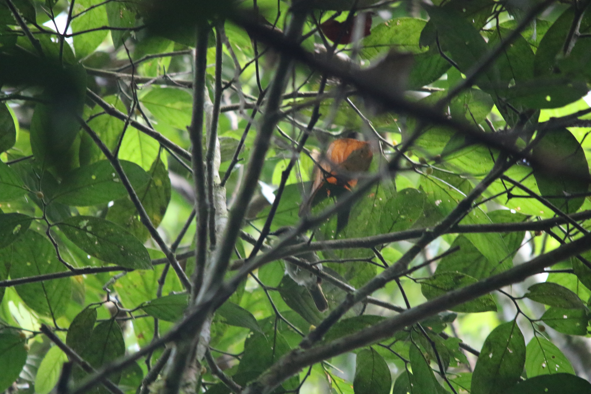 Black Berrypecker (Melanocharis nigra), photo 3