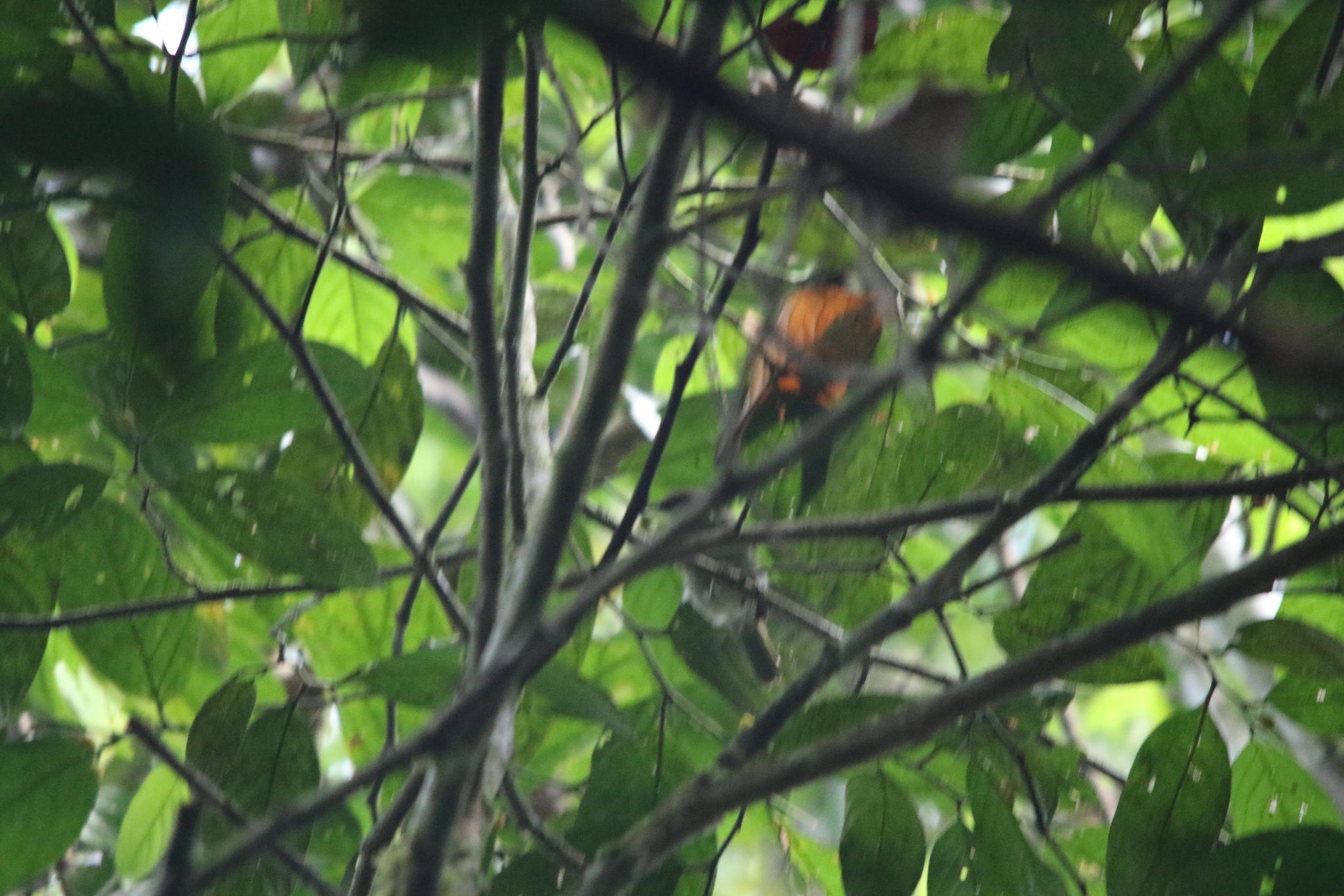 Black Berrypecker (Melanocharis nigra), photo 4