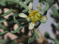 Tetraena chrysopteros