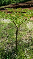 Amorphophallus