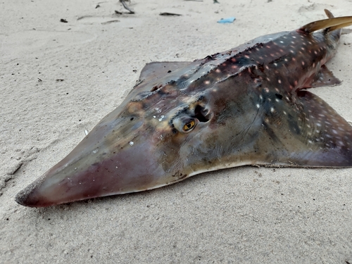 African wedgefish (Rhynchobatus luebberti) — Rhinidae