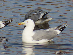 Larus argentatus