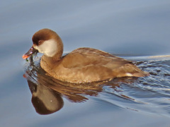 Netta rufina