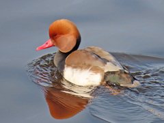 Netta rufina