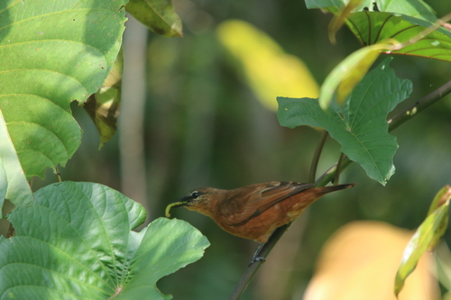 Grey-headed Cuckooshrike (Edolisoma schisticeps), photo 7