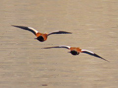 Tadorna ferruginea