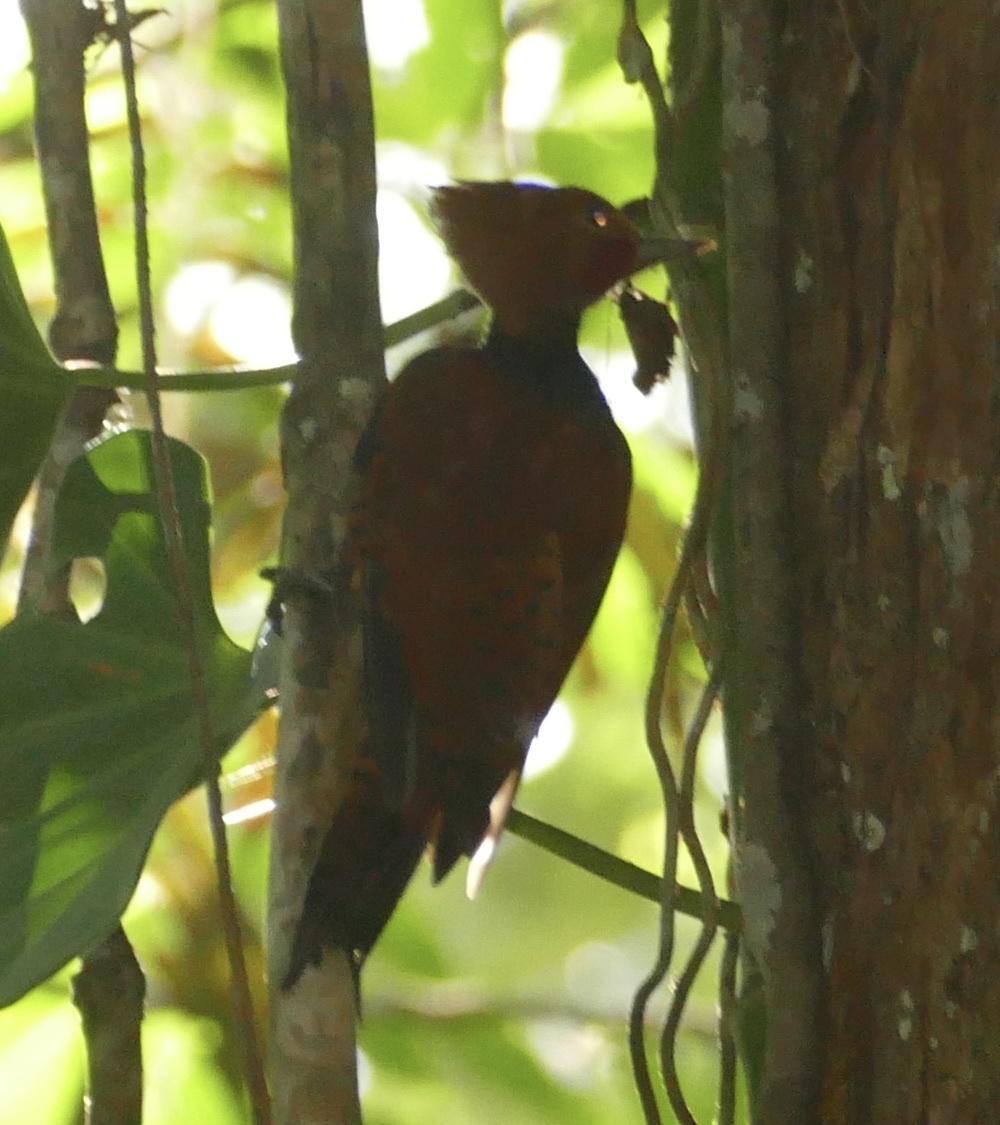 Ringed Woodpecker (Celeus torquatus), photo 4