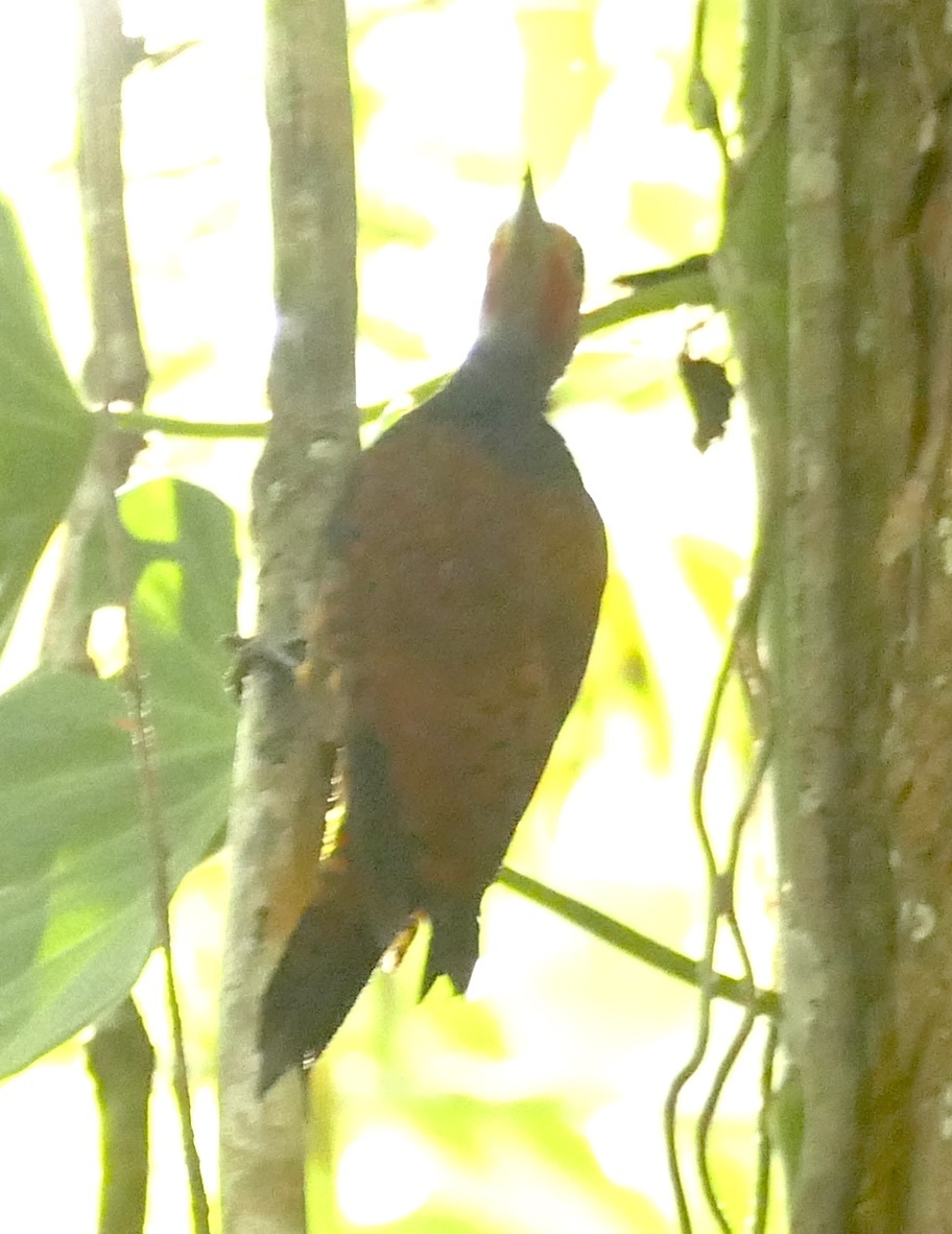 Ringed Woodpecker (Celeus torquatus), photo 5