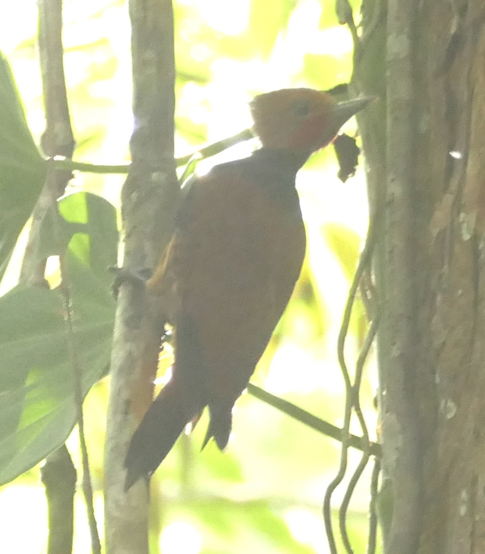 Ringed Woodpecker (Celeus torquatus), photo 1