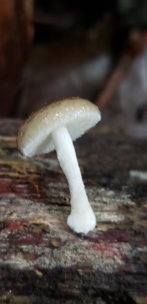 Oudemansiella cubensis · February 2020 · photo: © georgemushkal (iNaturalist, cc-by)